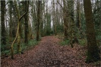 th-32_23_woods.jpg
