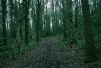 th-32_23_woods2.jpg